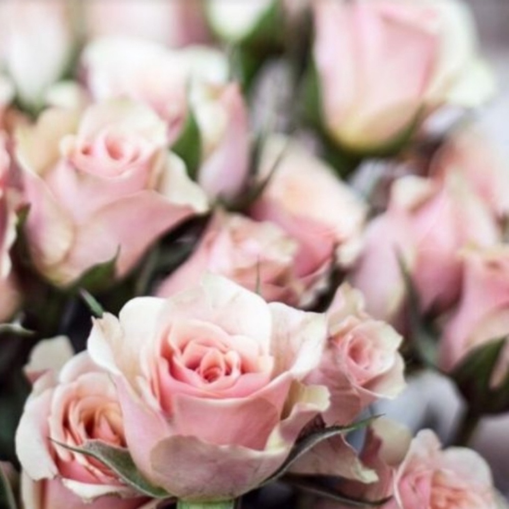 Meet your Posher, Larica